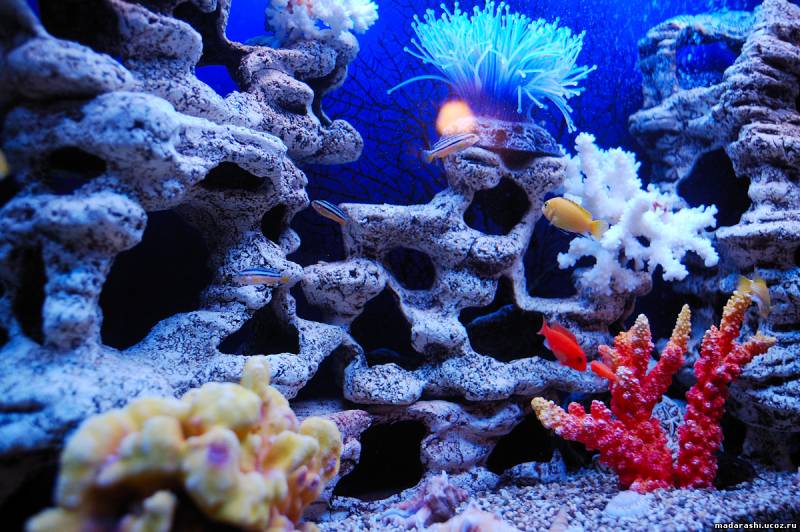 иминатция моря в аквариуме фото