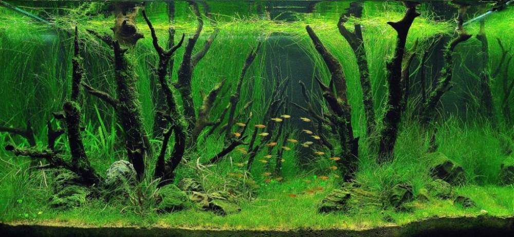 аквариум травник фото