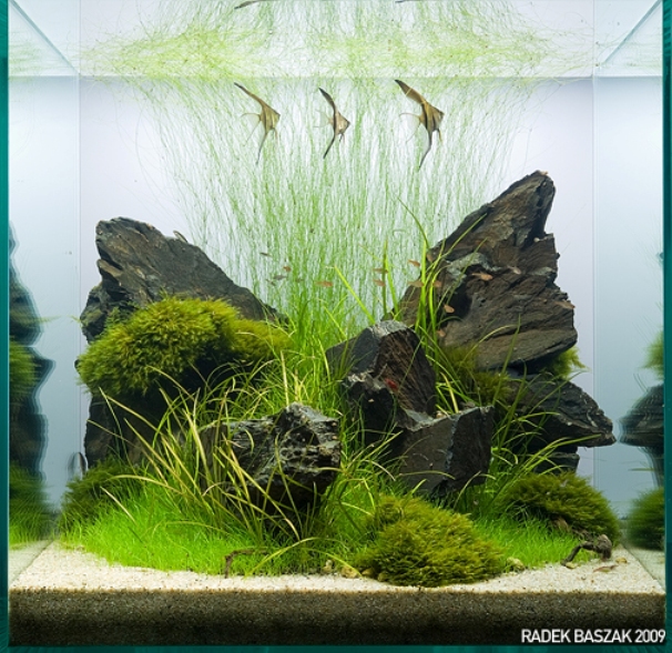 фото травников аквариум