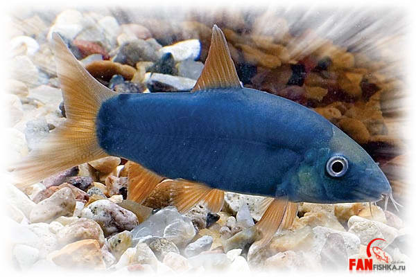 синяя рыба