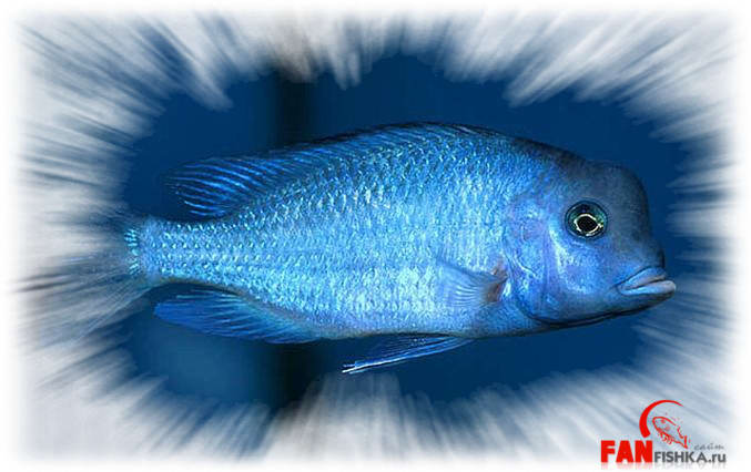 рыбка синего цвета