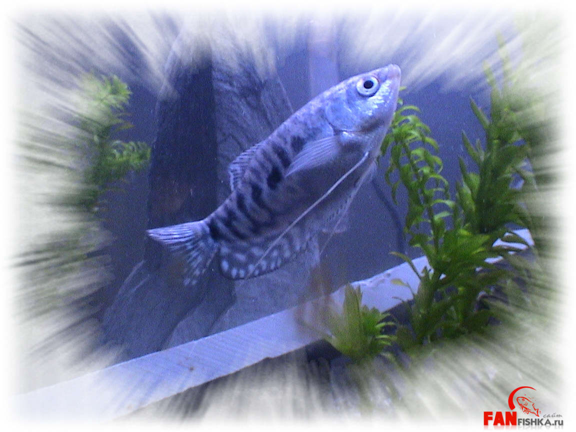 темно-синяя рыбка