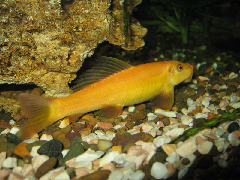 желтенькая рыбка