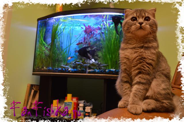 кошка и аквариумные рыбки