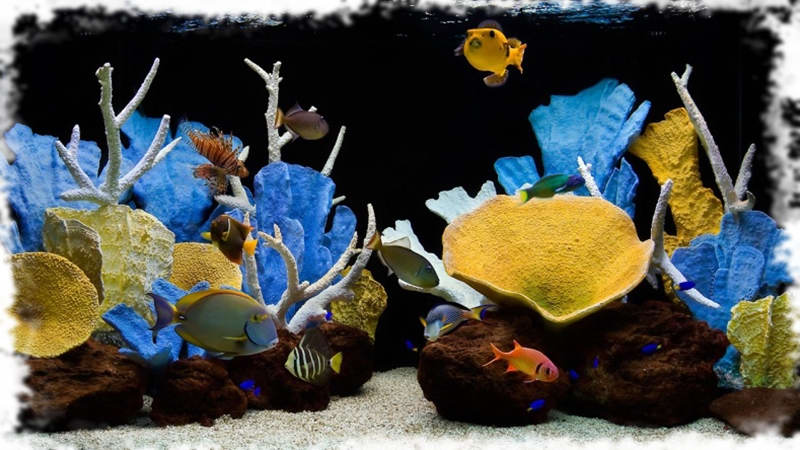 морской аквариум оформление