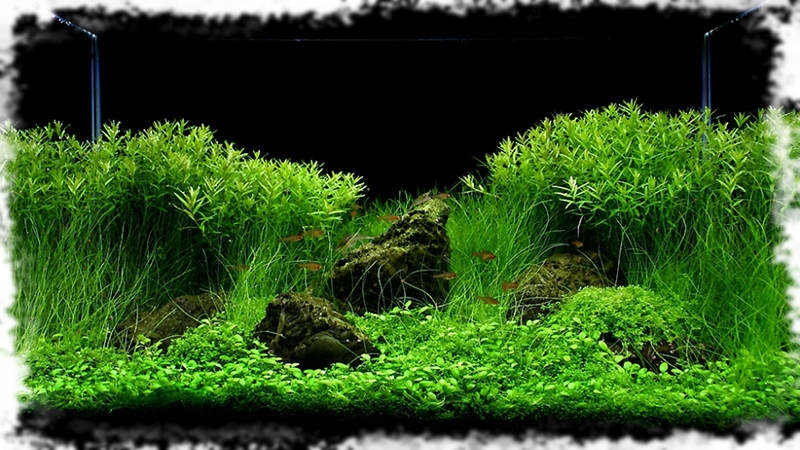 пример оформления аквариума с растениями