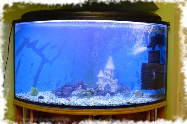 новый аквариум