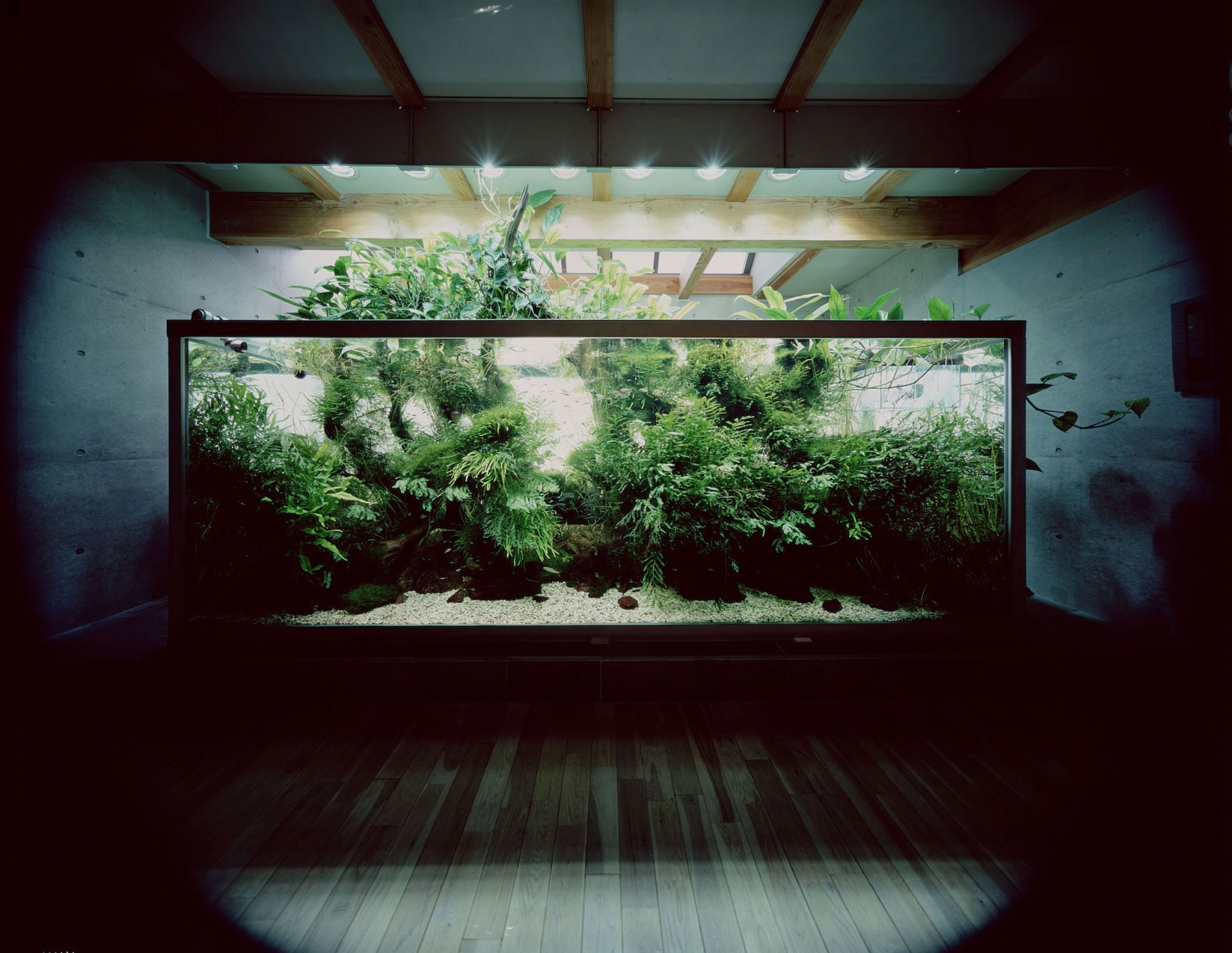 аквариум Такаши Амано в 1000 литров