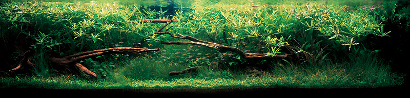 аквариум с растениями Такаши Амано