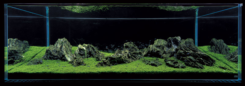 аквариум Такаши Амано ивагуми