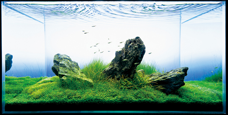 аквариум ТАкаши Амано с элеохарис парвула