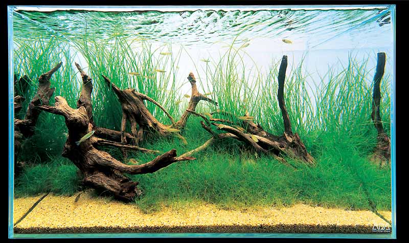 аквариум Амано с корягами