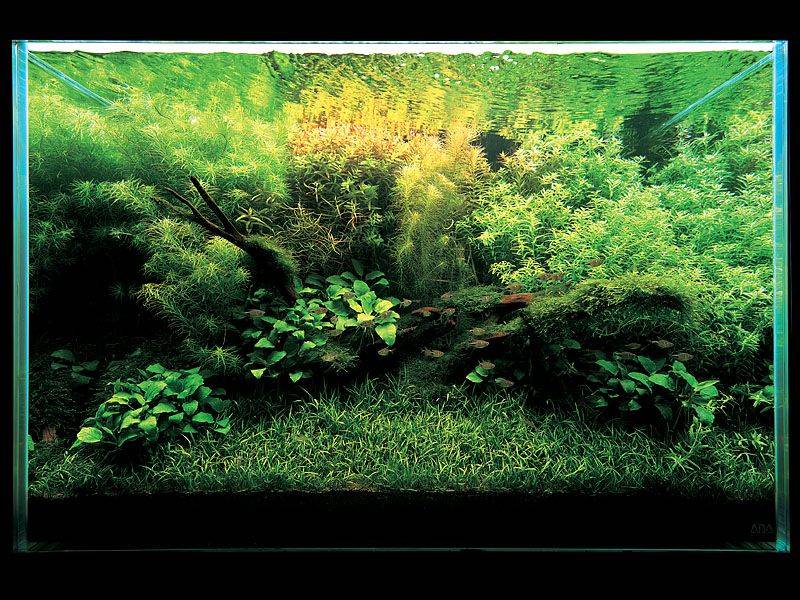 фото аквариума Такаши Амано с лилеопсисосом