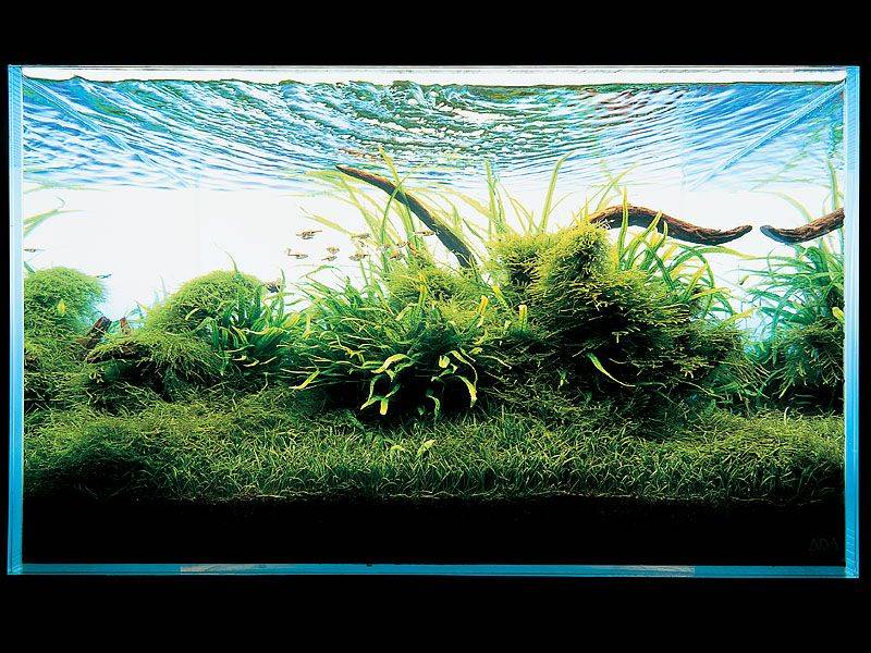 фото аквариума такаши амано