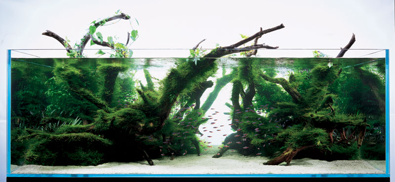 аквариум Такаши Амано с мхами