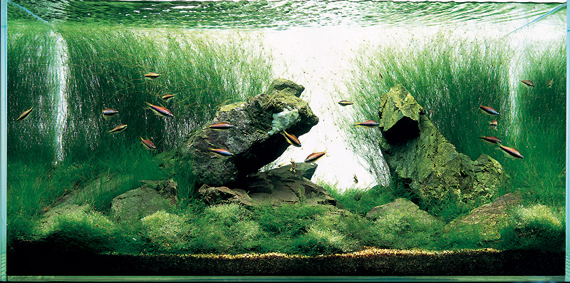 аквариум Такаши Амано с риччией