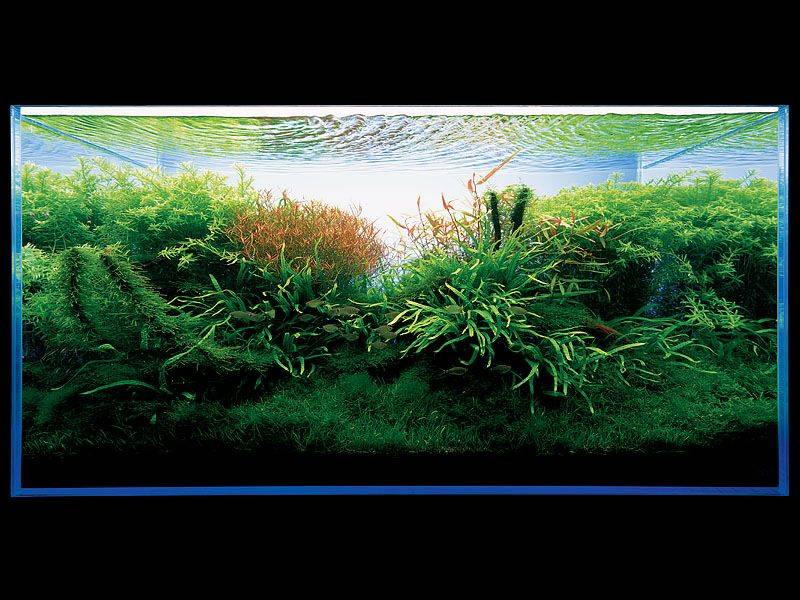 аквариум Амано с папоротником
