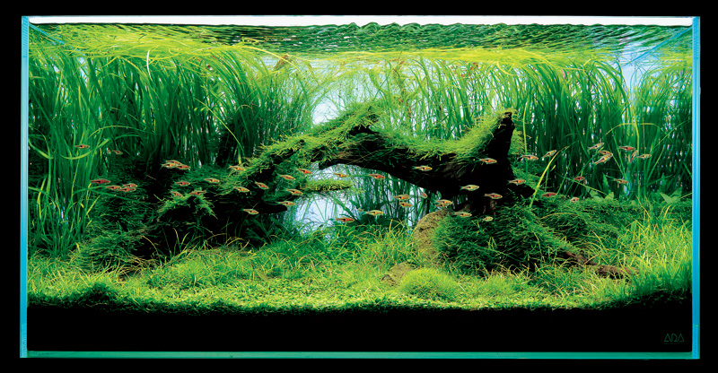 аквариум Такаши Амано с валлиснерией
