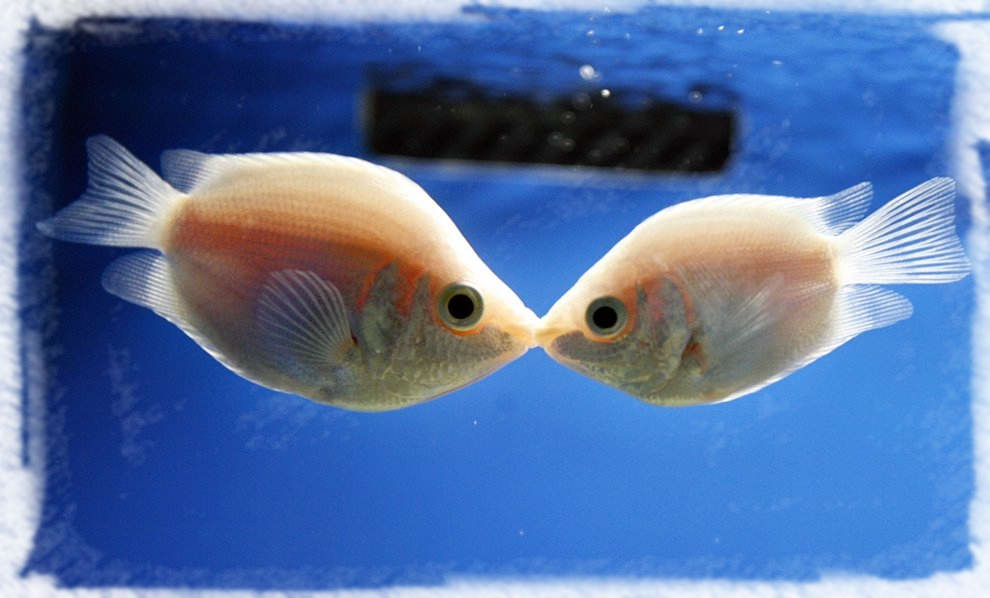 хелостомовые рыбы