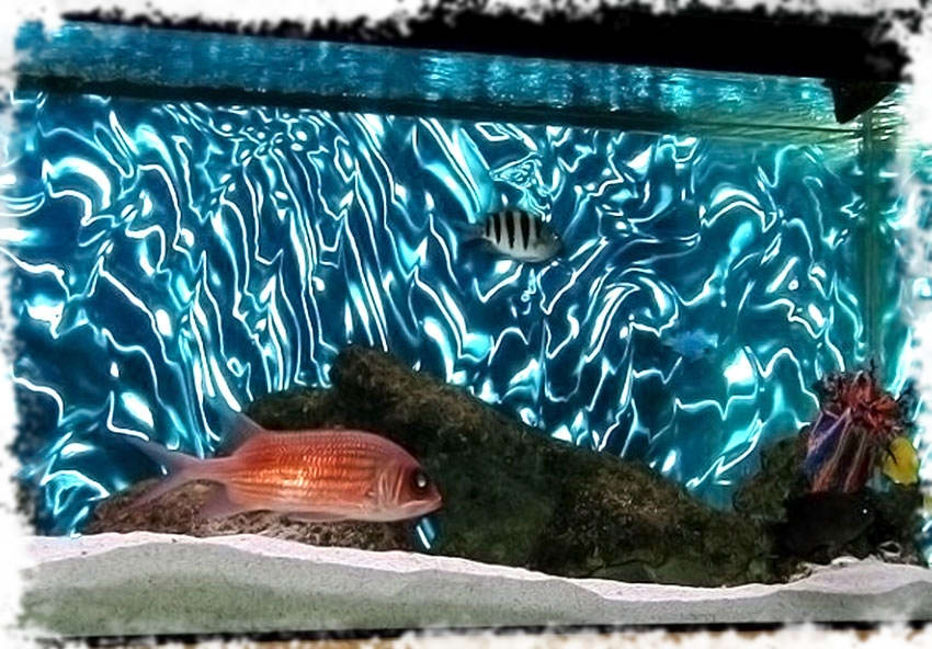 3D фон для аквариума
