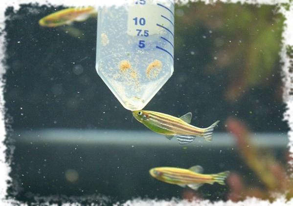 Стоит ли кормить аквариумных рыбок живым кормом