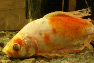 Золотая рыбка лечение. Красные пятна на золотой рыбке. Рыбки с пятнышком на хвосте. Красное пятно на хвосте у золотой рыбки.