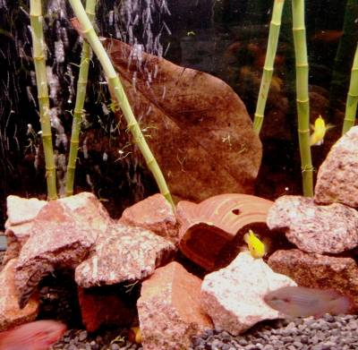 миндальные листья в аквариуме
