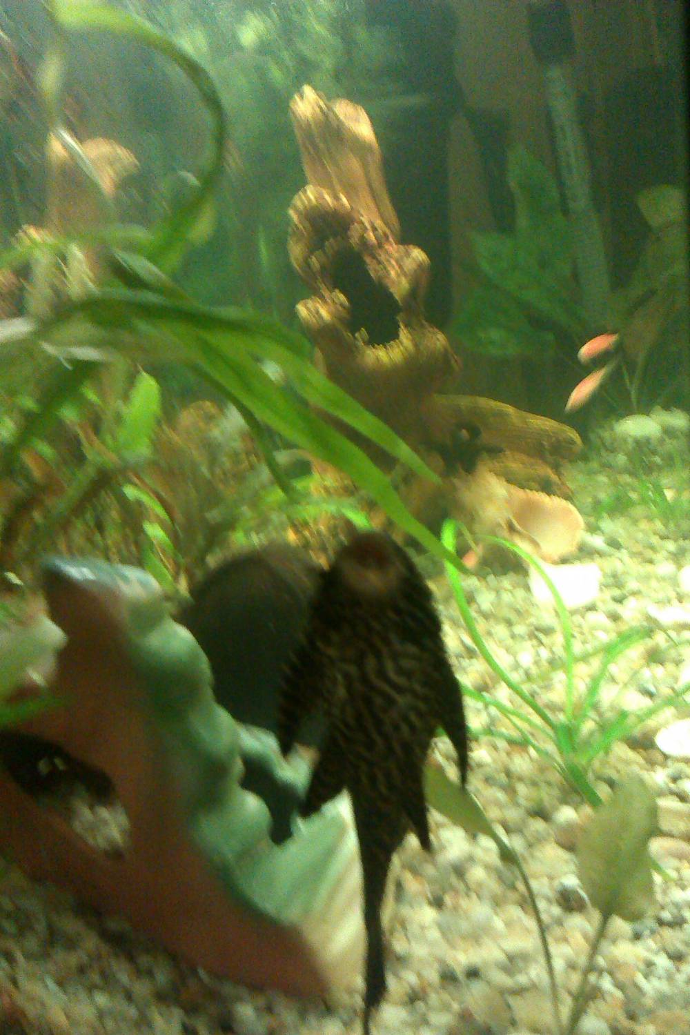 Инструкция кормления парчового сома