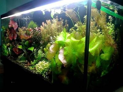 Как правильно подобрать освещение для аквариума?