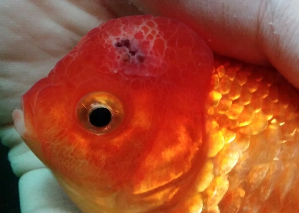 Золотая рыбка красный нарост снизу головы. Опухоль у аквариумной рыбки. У золотой рыбки нарост на теле. Голова золотой рыбки
