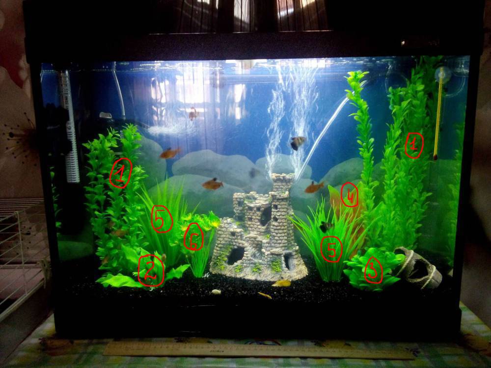 Подбор рыбок и растений в аквариум 100 литров - Проблемы возникшие при  запуске и обустройстве аквариума - Форум FanFishka.ru