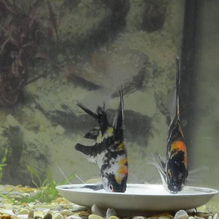 Почему аквариум нельзя заполнять кипяченой водой