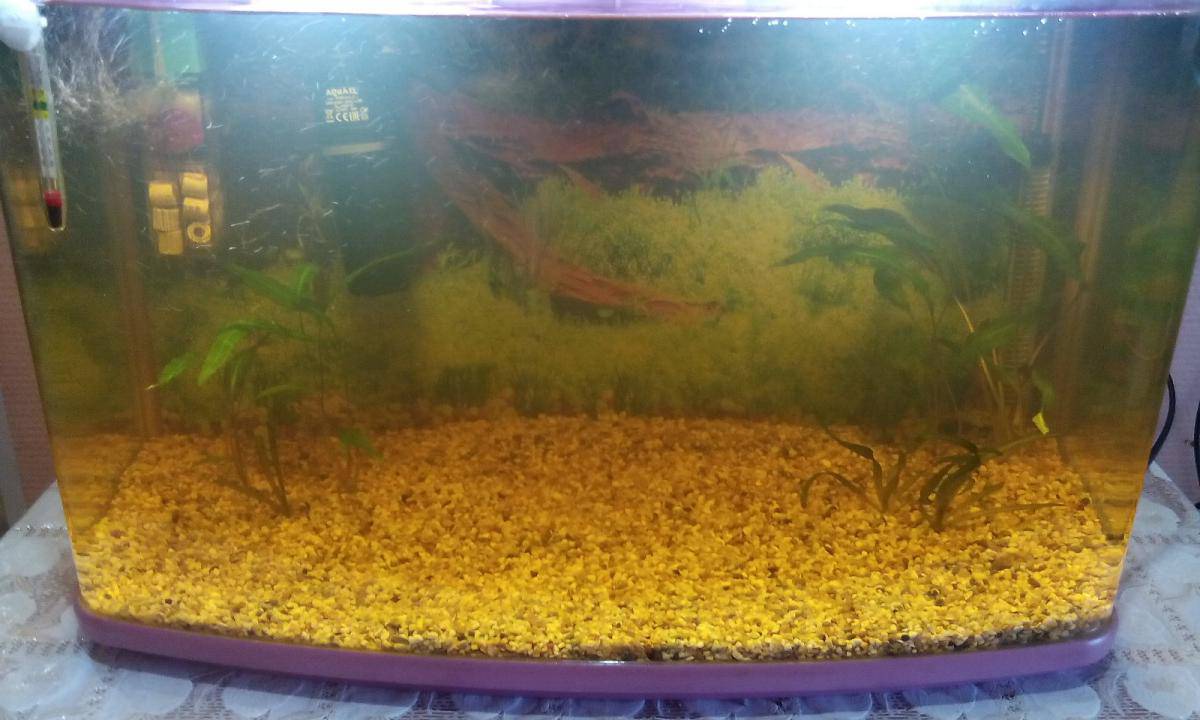 Почему воняет аквариум. Желто коричневая вода в аквариуме. Коричневая вода в аквариуме. Вода в аквариуме коричневая вода. Почему в аквариуме коричневая вода.