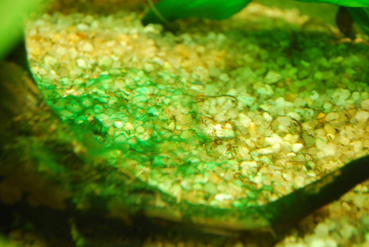 Сине зеленые водоросли в аквариуме фото
