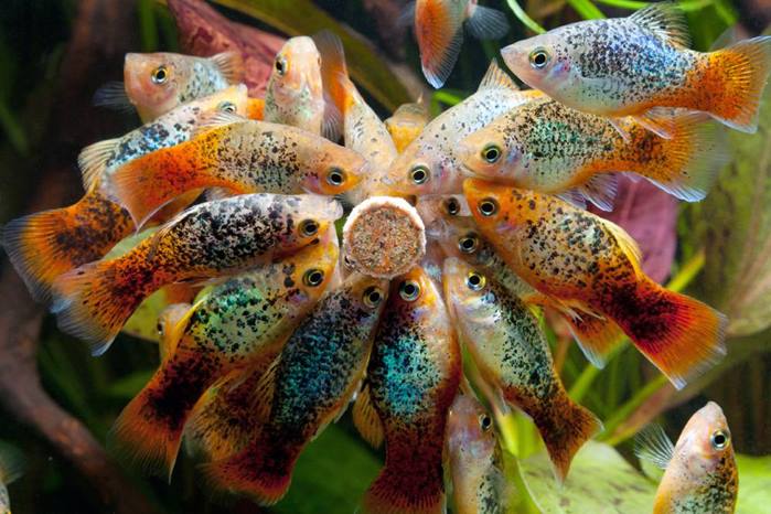 Живородящие аквариумные рыбки: список, описание, фото, виды - Живородящие  рыбки - Форум FanFishka.ru
