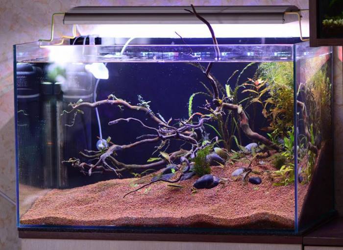 Мои аквариум 90л. под ароидные растения