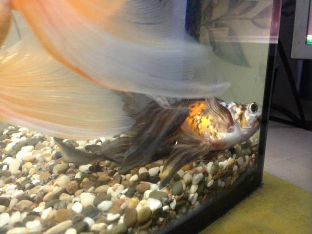 Золотая рыбка лежит на дне. Прижатые плавники у аквариумных рыб. Вуалехвост ситцевый фото. Вуалехвост золотой или красный. Рыбка лежит на дне.