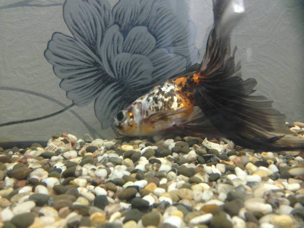 Золотая рыбка лежит на дне - Аквариум для новичков - Форум конференц-зал-самара.рф