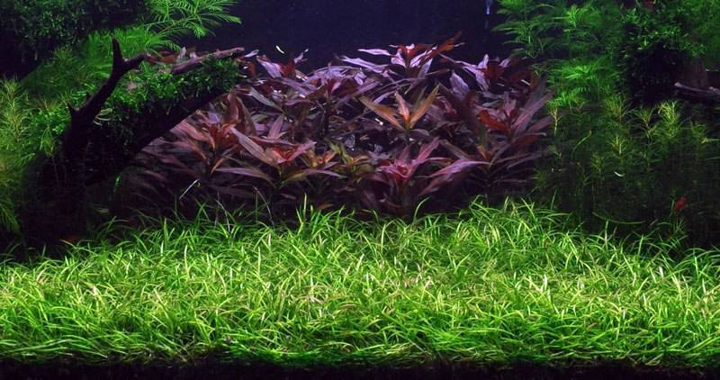 Почвопокровные низкорослые аквариумные растения 