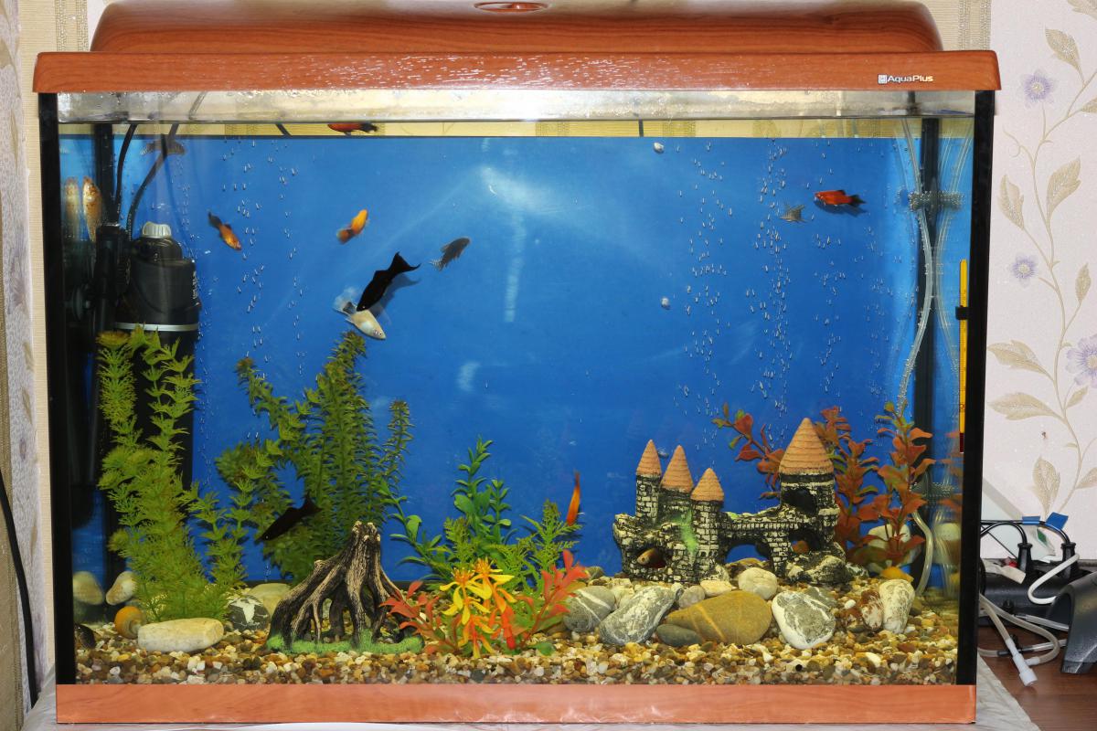 Уход за грунтом в аквариуме: убираем, чистим, холим и лелеем?