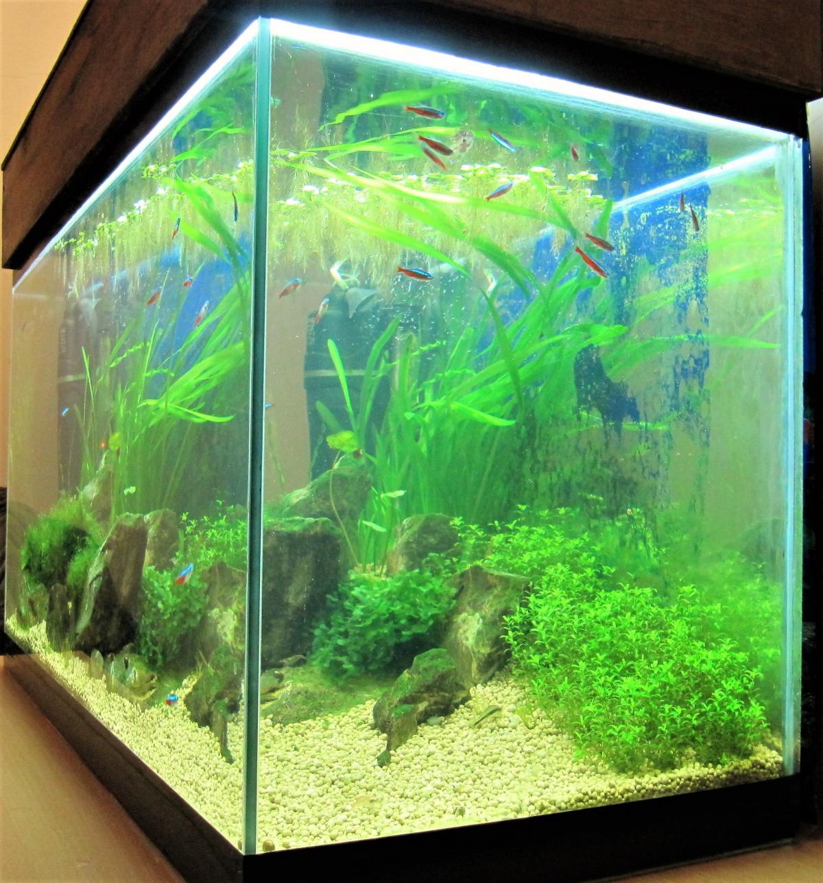 Почему аквариум покрылся. Грязный аквариум. Запуск аквариума. Зелень на стекле аквариума. Аквариум с покрытым стеклом.