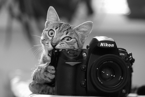 Кот и фото.jpg