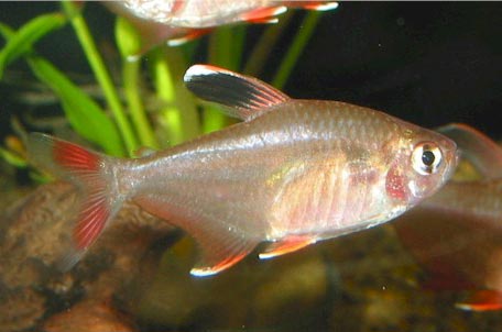 Hyphessobrycon-bentosi-b-4.jpg.d55e94b5b7183b988572078aa08af69a.jpg