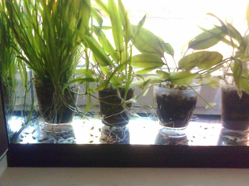 Удобрения для аквариумных растений: своими руками, жидкие, самодельные