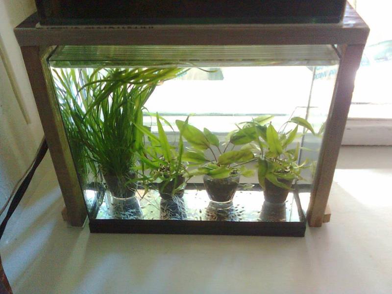 Грунт для аквариумных растений, горшочки, фитолампы, подкормка: условия для ухода и роста