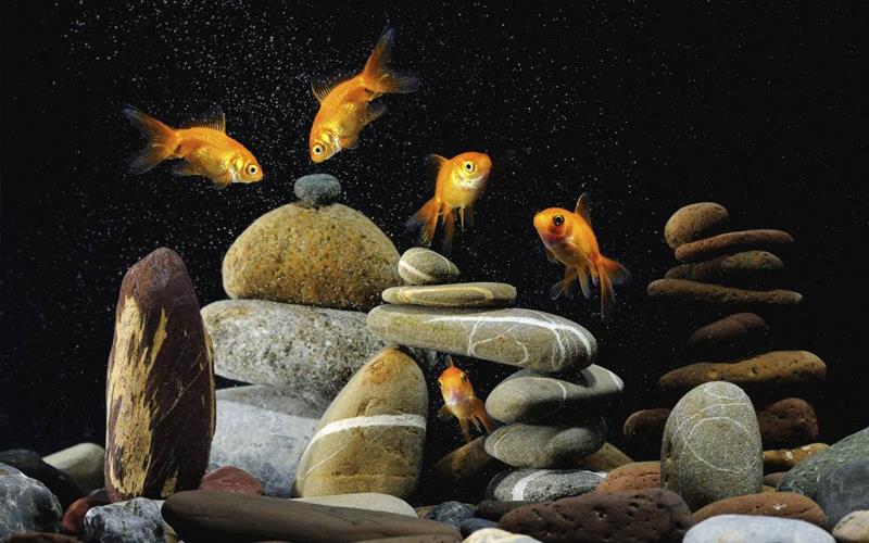 Дизайн аквариума для золотых рыбок - Аквафорум - форум акваріумістів та тераріумістів