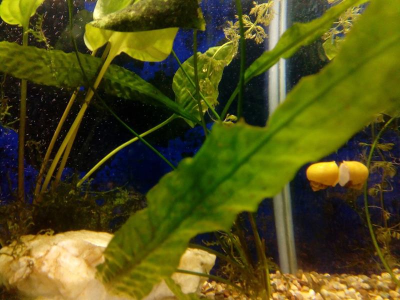 Почему аквариумные растения гибнут в аквариуме?