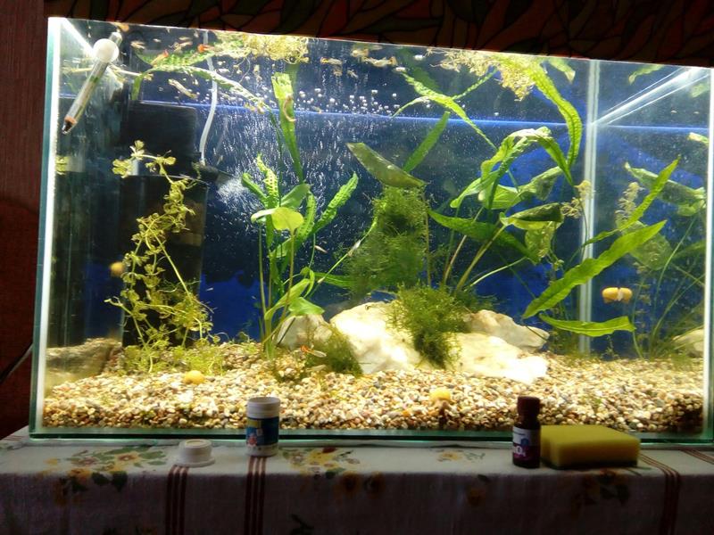 Почему гибнут растения в аквариуме – выявляем виновников