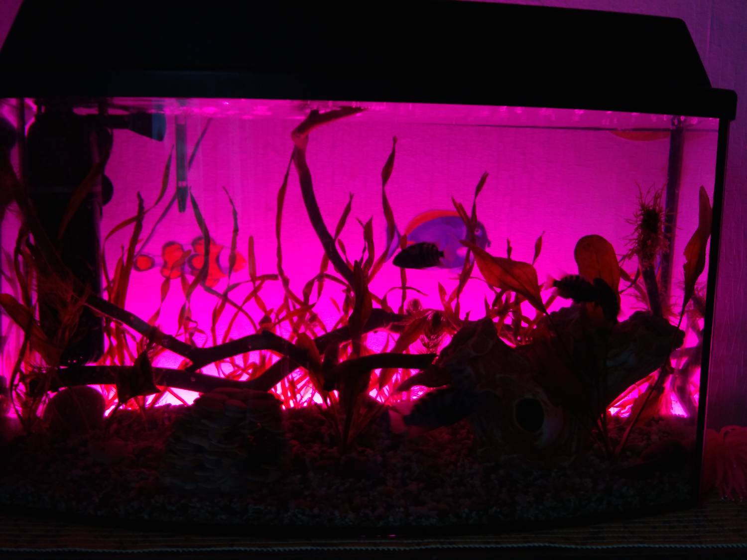 Отключили свет аквариум. Ночная подсветка аквариума. Ночной аквариум. Ночные рыбки в аквариуме. Аквариум ночью.