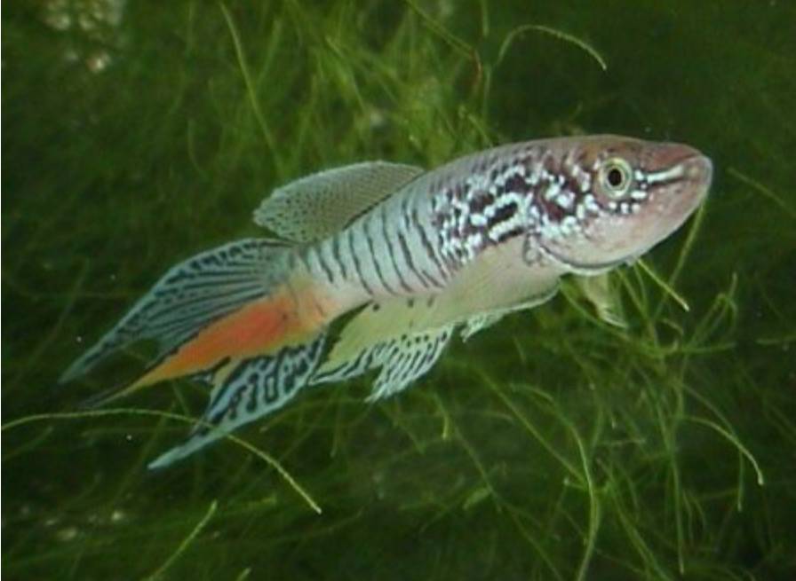 Аквариумная рыбка 6 сканворд. Афиосемион голубой. Афиосемион голубой фазан. Голубой фазан рыбка. Фазан золотой рыбка аквариумная.